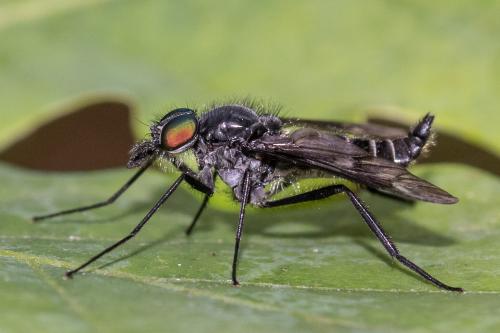 Ibisia marginata